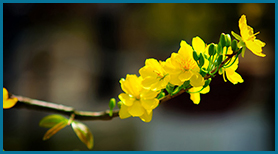 Vài Câu Đối Tết Ất Mùi 2015